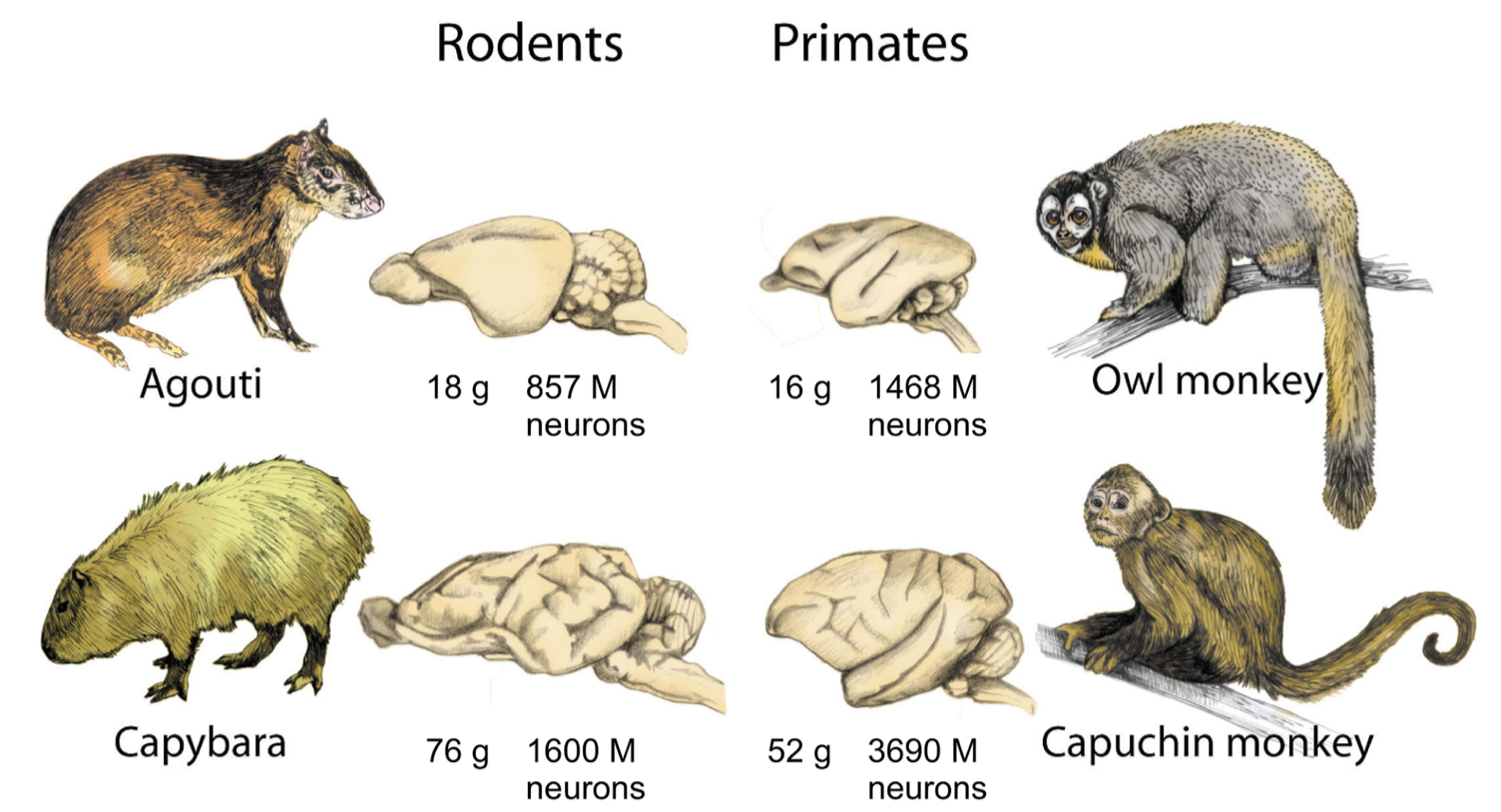 Comparaison de la taille du cerveau et du nombre de neurones chez les rongeurs et chez les primates