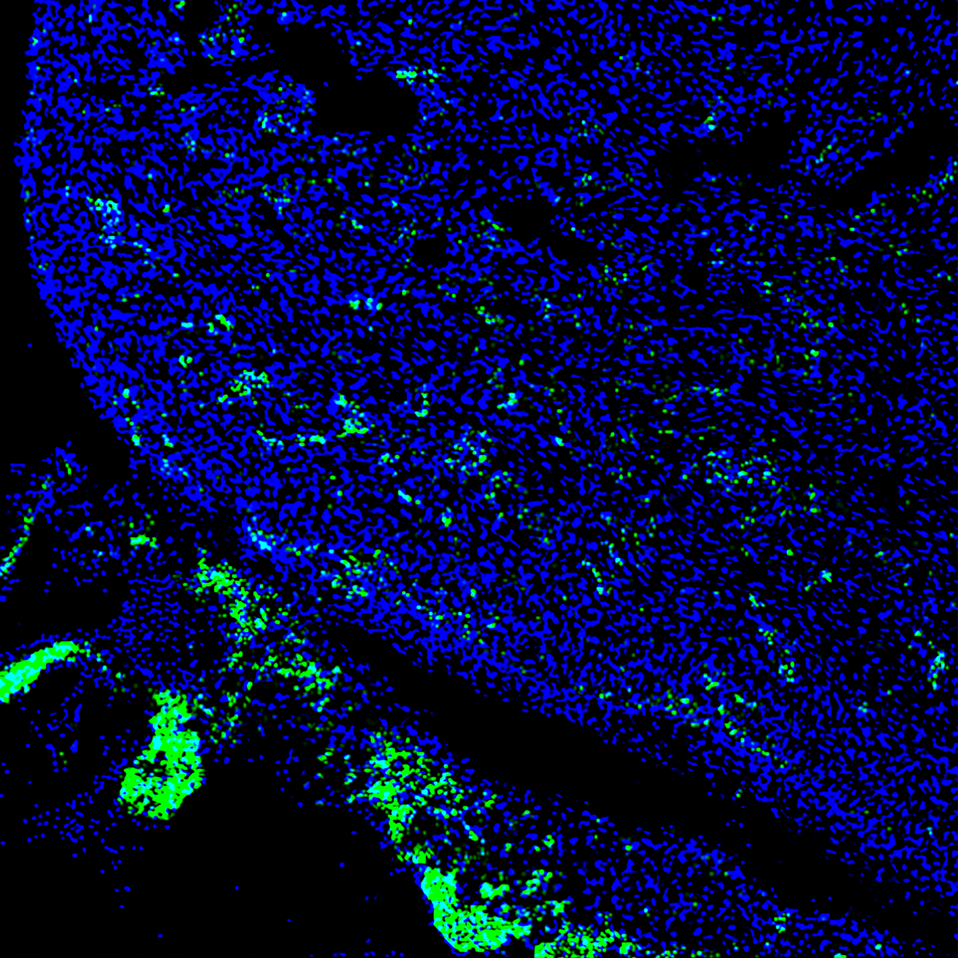 Les cellules souches humaines (en vert) ont contribué au développement de tissus cardiaques dans un embryon de porc de quatre semaines. (© Salk Institute)