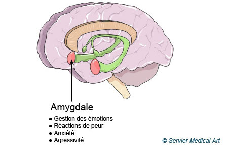 L'amygdale, interface entre les émotions et la mémoire ©Servier Médical art