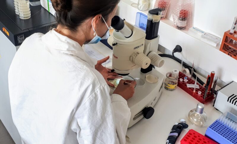 A l’INMG, à Lyon, deux équipes de chercheurs travaillent sur C. elegans.