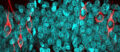 Neurogénèse chez l'homme adulte (©Llorens Lab)