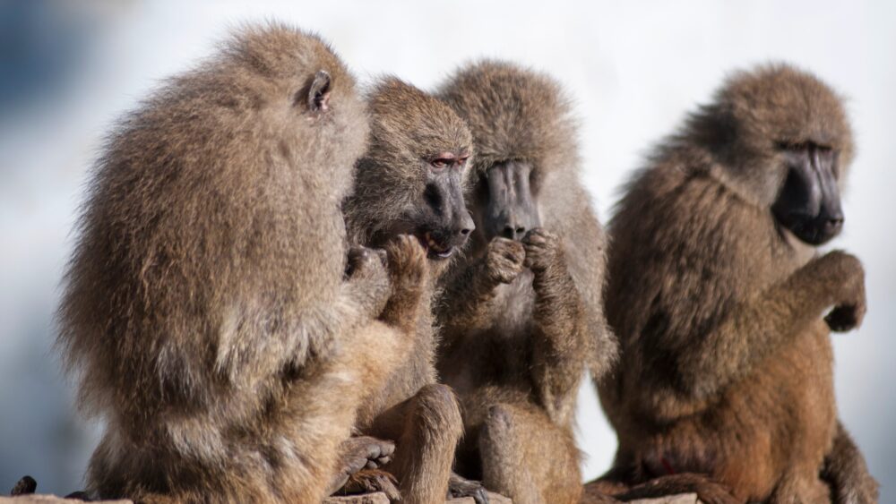 Chez les primates, la richesse des relations sociales est corrélée à la taille de certaines parties du cerveau @Shutterstock/Trybex