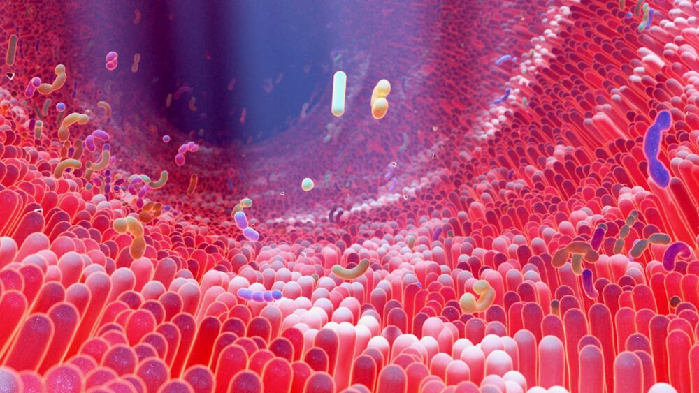 Pas de doute, le microbiote intestinal et le cerveau dialoguent (©Shutterstock/Alpha Tauri 3D Graphics)
