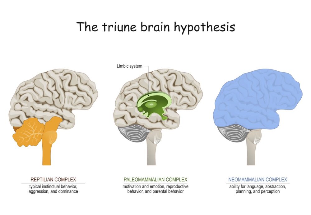 La théorie du cerveau triunique ©Shutterstock/Designua